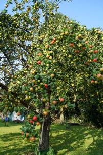 Bild tragender Apfelbaum